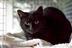 Cat Homing Show in Hockley Cat Homing Show in Hockley