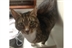 Cat Homing Show in Rayleigh Cat Homing Show in Rayleigh