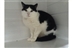 Cat Homing Show in Benfleet Cat Homing Show in Benfleet