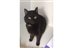 Cat Homing Show in Rayleigh Cat Homing Show in Rayleigh