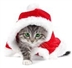 Cats Protection Christmas Bazaar! Cats Protection Christmas Bazaar!