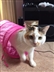 Cambridge Cats Protection at Vets4Pets Newmarket Cambridge Cats Protection at Vets4Pets Newmarket