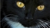 National Black Cat Day National Black Cat Day