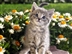 Spring Fair 2019 Spring Fair 2019