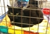 CAT HOMING SHOW CAT HOMING SHOW