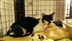 CAT HOMING SHOW CAT HOMING SHOW