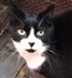Cat Homing Show in Benfleet Cat Homing Show in Benfleet