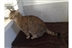 Cat Homing Show in Hockley Cat Homing Show in Hockley