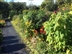 Cottesmore Farm Open Garden Cottesmore Farm Open Garden