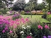 Cottesmore Farm Open Garden Cottesmore Farm Open Garden