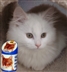 Pets at Home, Martlesham, Ipswich Pets at Home, Martlesham, Ipswich