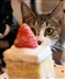 Cake Bake Sale Cake Bake Sale