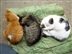Well-being Open Day with PDSA Well-being Open Day with PDSA