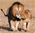 Zambezi challenge and lion conservation project Zambezi challenge and lion conservation project