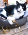 Cambridge Cats Protection at Bottisham Community Fete Cambridge Cats Protection at Bottisham Community Fete