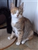 Cat Homing Show, Canvey Island Cat Homing Show, Canvey Island