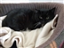Cat Homing Show in Rayleigh Cat Homing Show in Rayleigh