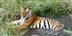 Nepal Trek and Tiger Conservation Experience Nepal Trek and Tiger Conservation Experience