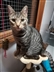 Cat Homing Show in Hadleigh Cat Homing Show in Hadleigh
