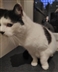 Cat Homing Show in Hockley Cat Homing Show in Hockley