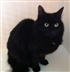 Cat Homing Show in Rayleigh Cat Homing Show in Rayleigh