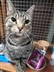 Cat Homing Show in Hadleigh Cat Homing Show in Hadleigh