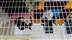 CAT HOMING SHOW CAT HOMING SHOW