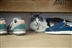 Cats Protection Cats Protection