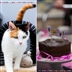 Pawsome Afternoon Tea event - created by you! Pawsome Afternoon Tea event - created by you!