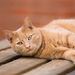 Ginger cat relaxing Ginger cat relaxing