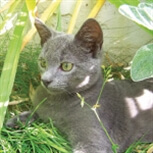 Stalking grey cat Stalking grey cat