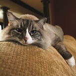 Cat on sofa Cat on sofa