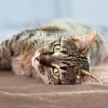 Tabby cat Tabby cat