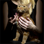 Hero Cat category Hero Cat category
