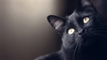 black cat black cat