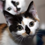 Tortie kittens Tortie kittens