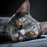 grey older cat grey older cat