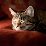 older cat sleeping older cat sleeping