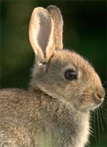 Bunny Bunny