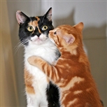 Tortie and ginger cat