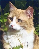 Ginger cat in a garden