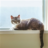 tabby cat on window tabby cat on window