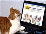 cat using computer cats protection cat using computer cats protection
