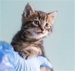 Kitten being held by vet Kitten being held by vet