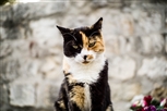 feral cat feral cat
