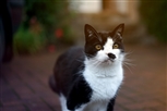 tabby cat tabby cat