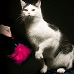 Furr-ever Friends category Furr-ever Friends category