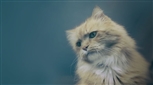 ginger cat ginger cat