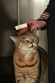 Happy cat being groomed