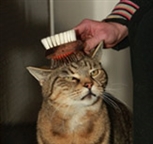 Happy cat being groomed